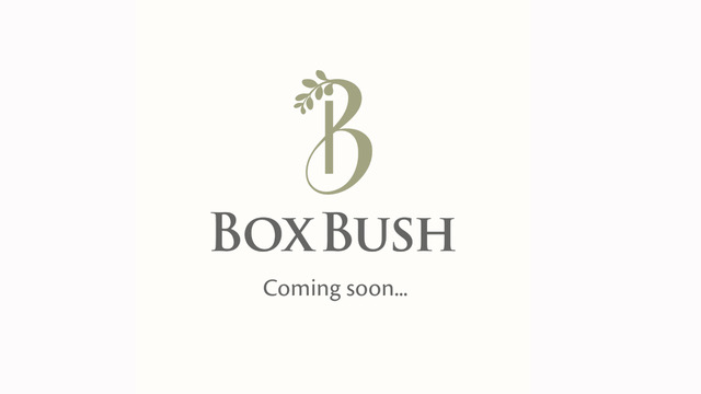 Box Bush coming soon